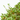 AZALEA JAPONICA AMOENA LV 12 MEDIO TALLO