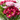 RAMO PALERMO ROSA