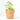 STEVIA M-11 VERDECORA