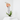 LOTE PHALAENOPSIS + MACETA LUNA BLANCA