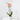LOTE PHALAENOPSIS + MACETA LUNA VERDE CLARO