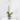 LOTE PHALAENOPSIS + MACETA LUNA ANTRACITA