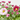 MARGARITA HÍBRIDA MACETA 13CM ESPECIAL MIX