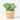 CRASSULA ARBORESCENS CURLY GREY M-13