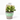 CRASSULA OVATA M-13