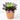 SEMPONIUM SURREAL MACETA 3L