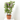 WISTERIA AMETHYST FALLS FORMAS 3L