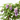 WISTERIA AMETHYST FALLS FORMAS 3L