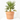 CHAMAEROPS SOLID GREEN MACETA 5L