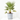 CHAMAEROPS SOLID GREEN MACETA 5L