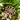 COMPOSICION PLANTAS TONOS ROSAS BASE YUTE D21