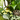 COMPOSICION PLANTAS TONOS  AMARILLOS BASE YUTE D