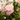 RAMO ROSAS DE MADRE