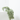 DICHONDRA T22 COLGADOR