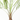 BUTIA CAPITATA  MACETA 5L