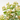 HYPERICUM 10L