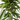 FICUS AMSTEL KING MACETA 4L