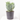 SENECIO MACETA 15L