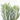 SENECIO MACETA 15L