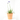 AGAPANTHUS SPECIAL MACETA 5L
