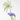AGAPANTHUS SPECIAL MACETA 5L