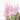 ASTILBE EXTRA MACETA 15CM