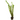ELODEA NAJAS