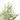 FEIJOA 10L