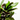 CROTON ICETON RAMIFICADO 3L