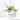 PEPEROMIA ANG. ROCCA VIVACE 10,5CM