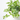 PEPEROMIA ROTUNDIFOLIA 10,5CM