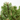 PINUS MUGO HUMPY MACETA 8L