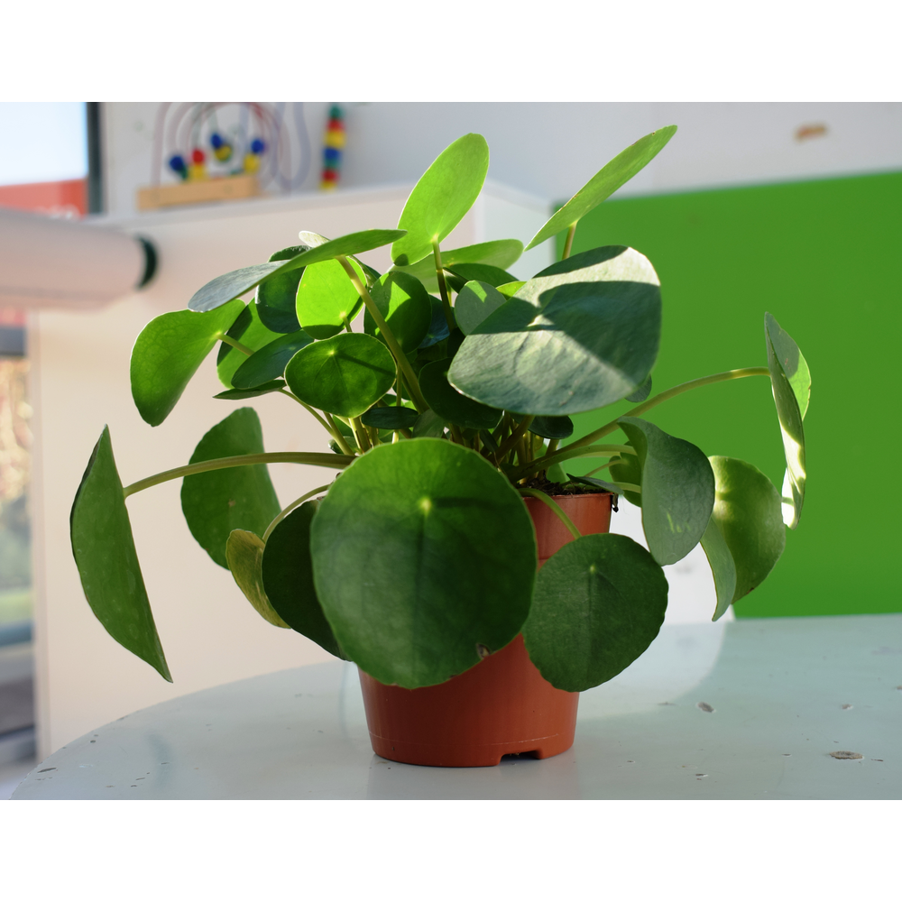 PILEA PEPEROMIOIDES MACETA 12CM