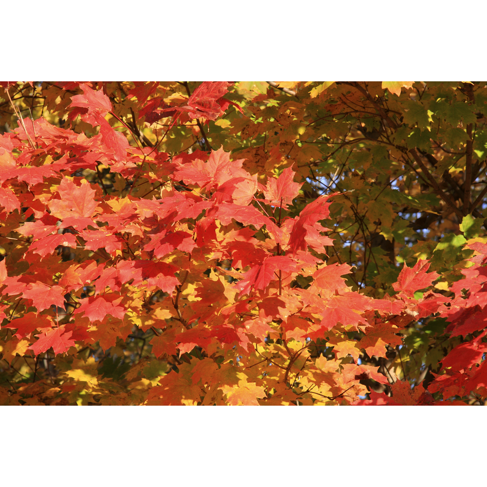 ACER VARIEDADES MACETA 10 LITROS