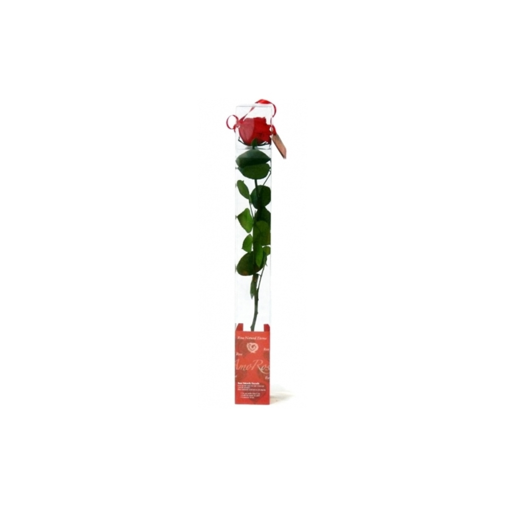 ROSA ETERNA 30CM