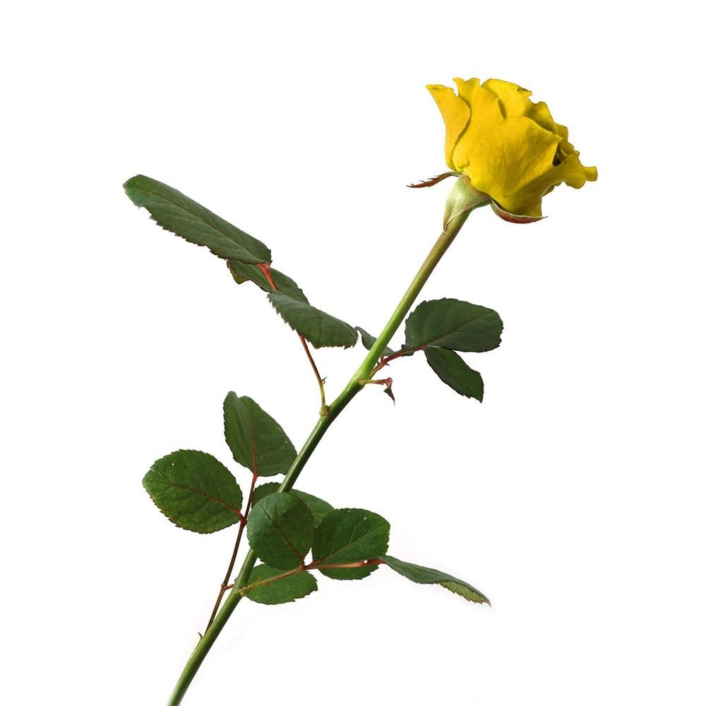 ROSA ETERNA ROJA