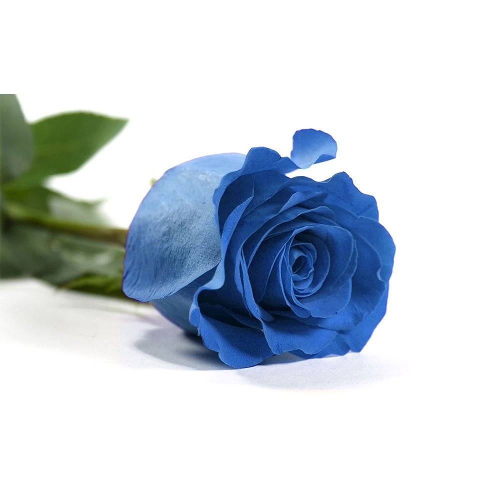 ROSA ETERNA ROJA