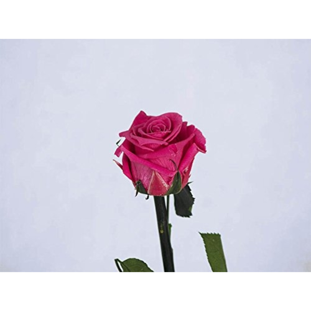 ROSA ETERNA ROJA