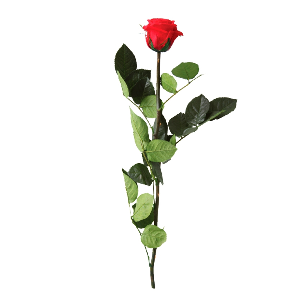 ROSA ETERNA ROJA