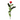 ROSA ETERNA ROJA