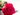 ROSA ETERNA ROJA