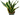 SANSEVIERIA MACETA 17CM