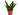 SANSEVIERIA MACETA 17CM