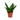 SANSEVIERIA MACETA 17CM