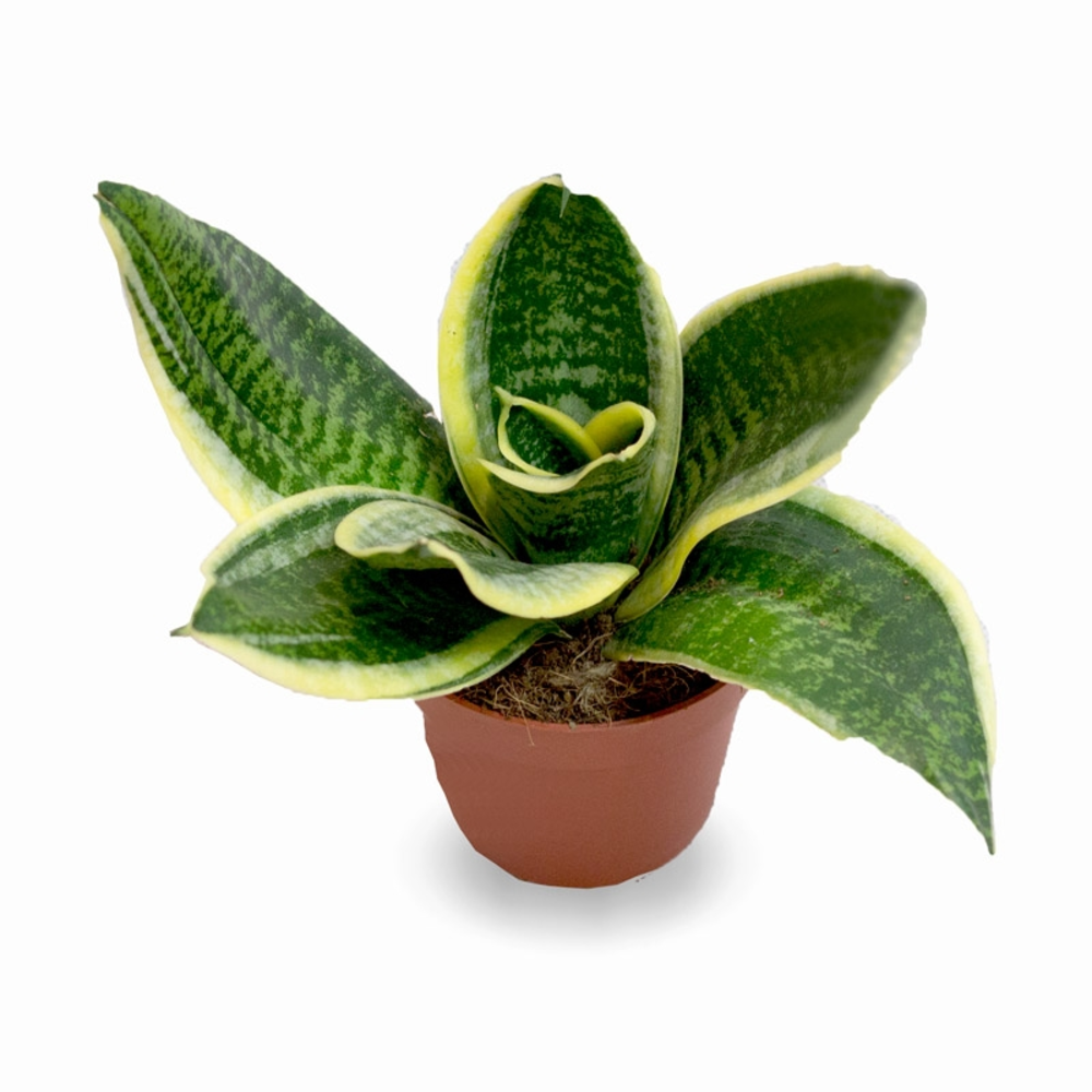 SANSEVIERIA MACETA 17CM