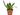 SANSEVIERIA MACETA 17CM