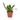 SANSEVIERIA MACETA 17CM