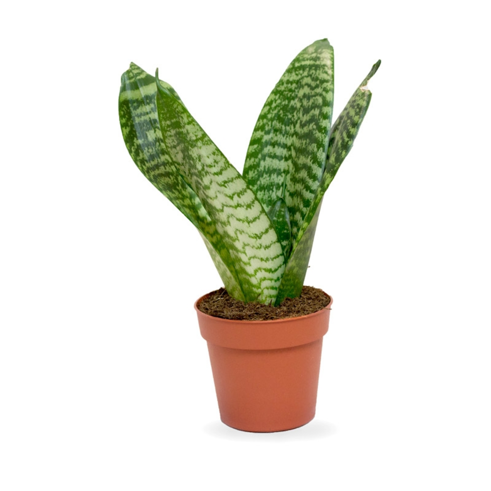 SANSEVIERIA MACETA 17CM