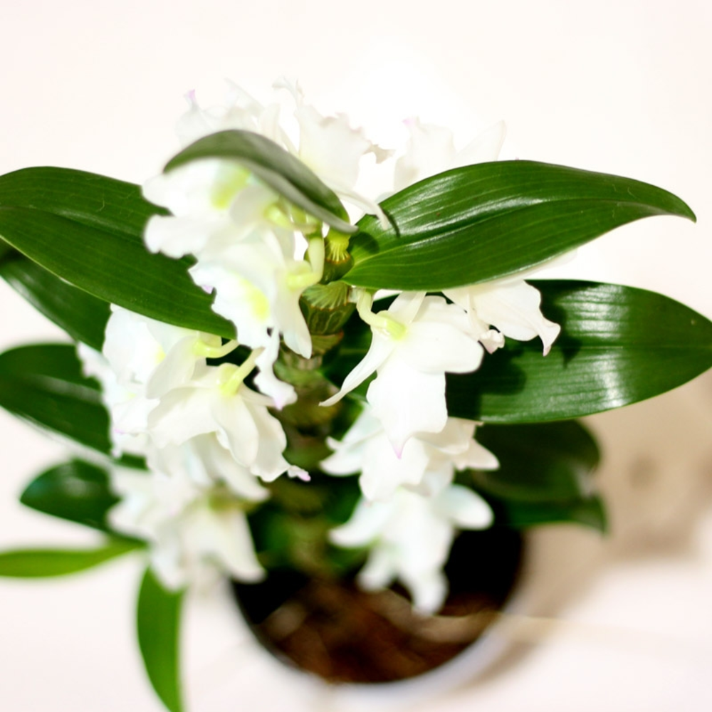 orquidea dendrobium nobile blanca de 1 tallo en maceta