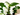 orquidea dendrobium nobile blanca de 1 tallo en maceta